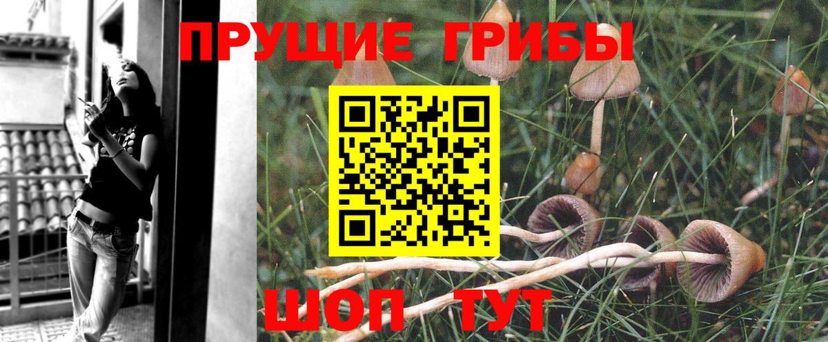 Псилоцибиновые грибы Cubensis Горно-Алтайск